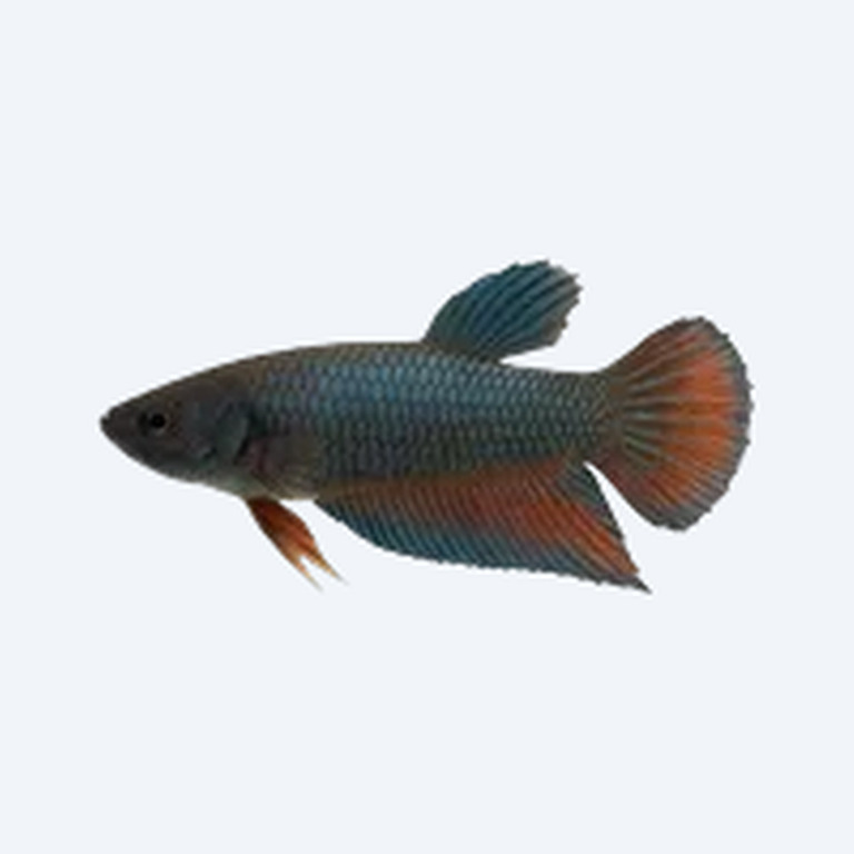 Plakat Betta (Betta splendens) in a freshwater aquarium