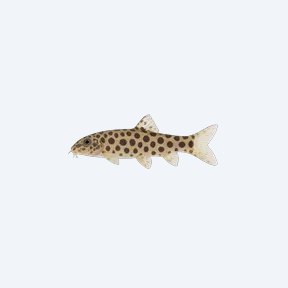Polka-Dot Loach (Cobitoidea sp.) in a planted freshwater aquarium