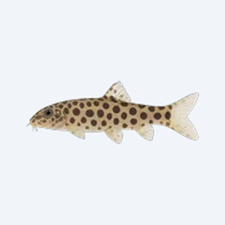 Polka-Dot Loach (Cobitoidea sp.) in a freshwater aquarium
