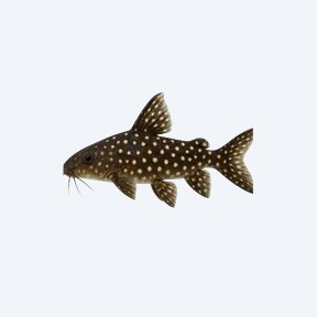 Polka Dot Syno (Siluriformes sp.) in a planted freshwater aquarium