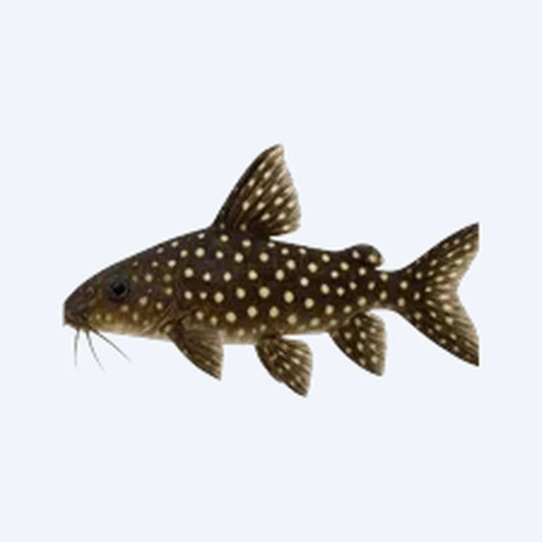 Polka Dot Syno (Siluriformes sp.) in a freshwater aquarium