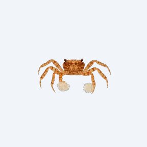 Pom Pom Crab (Ptychognathus barbatus) in a planted freshwater aquarium