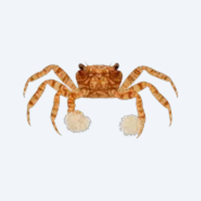 Pom Pom Crab (Ptychognathus barbatus) in a freshwater aquarium