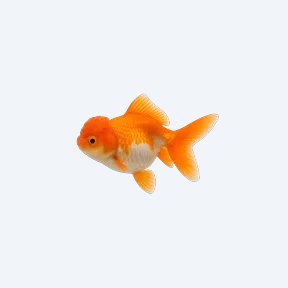 Pompom Goldfish (Carassius auratus) in a planted freshwater aquarium