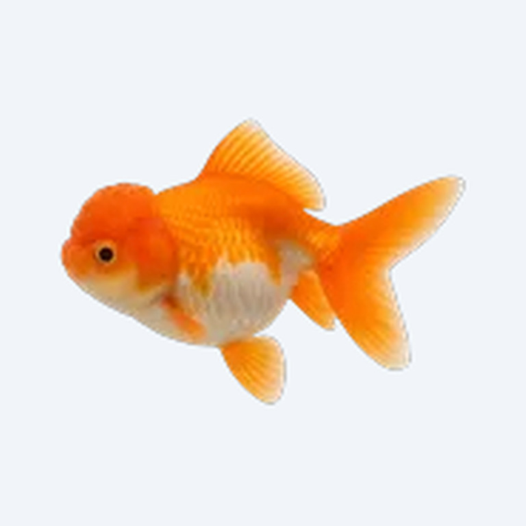 Pompom Goldfish (Carassius auratus) in a freshwater aquarium