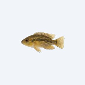 Port Acara (Cichlasoma portalegrense) in a planted freshwater aquarium