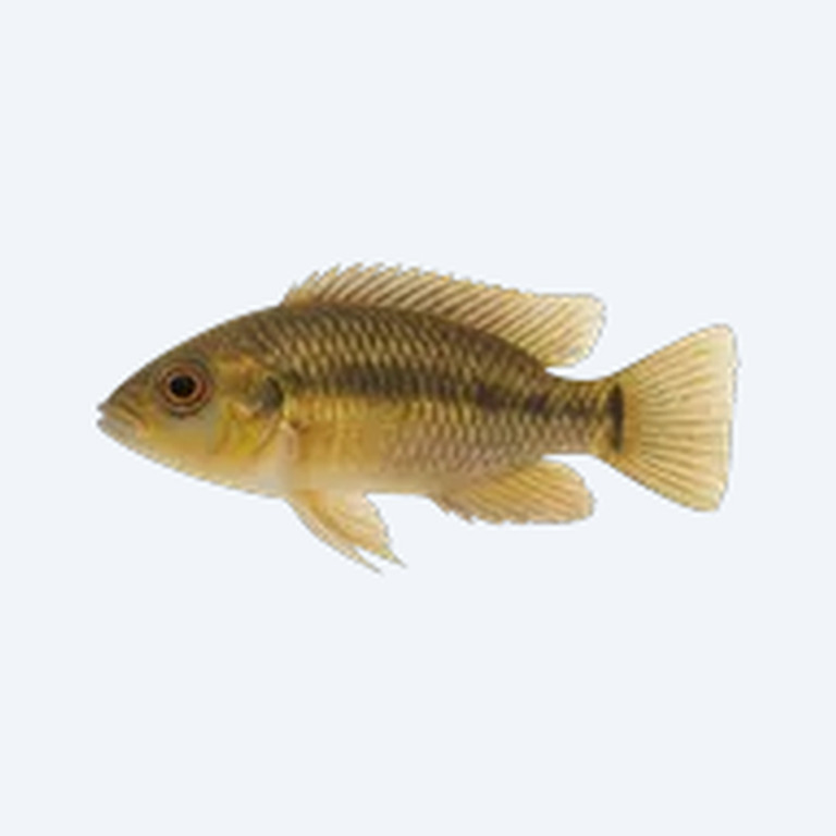 Port Acara (Cichlasoma portalegrense) in a freshwater aquarium