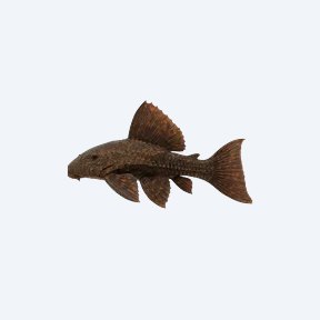 Pseudacanthicus sp. (L025) (Pseudacanthicus sp.) in a planted freshwater aquarium