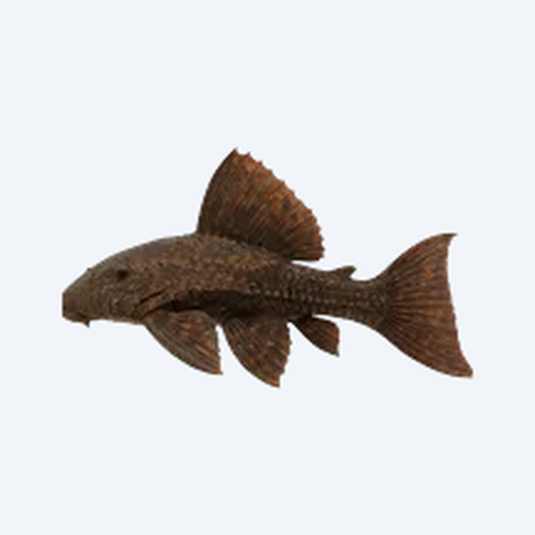 Pseudacanthicus sp. (L025) (Pseudacanthicus sp.) in a freshwater aquarium