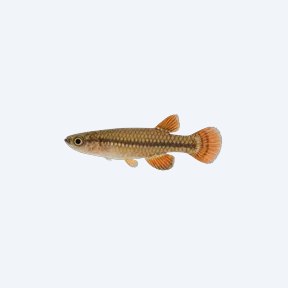 Pseudepiplatys annulatus (Pseudepiplatys annulatus) in a planted freshwater aquarium