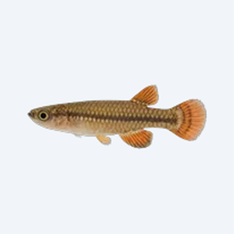 Pseudepiplatys annulatus (Pseudepiplatys annulatus) in a freshwater aquarium
