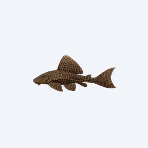 Pterygoplichthys gibbiceps (Pterygoplichthys gibbiceps) in a planted freshwater aquarium
