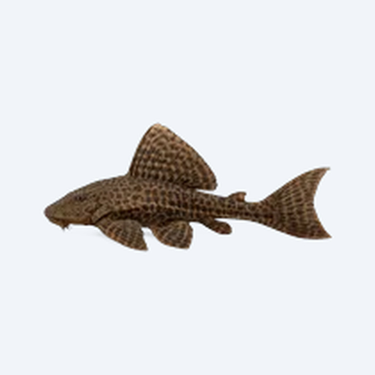 Pterygoplichthys gibbiceps (Pterygoplichthys gibbiceps) in a freshwater aquarium