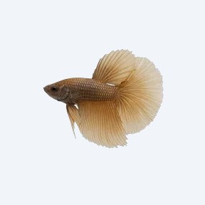 Pugnax Betta (Betta sp.) in a planted freshwater aquarium