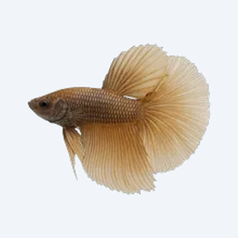 Pugnax Betta (Betta sp.) in a planted freshwater aquarium