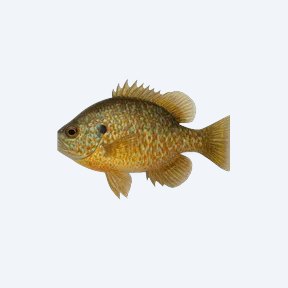 Pumpkinseed Sunfish (Lepomis gibbosus) in a planted freshwater aquarium
