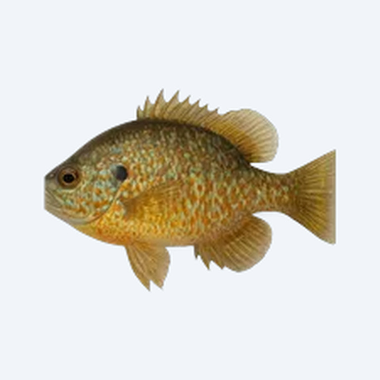Pumpkinseed Sunfish (Lepomis gibbosus) in a freshwater aquarium