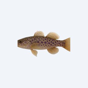 Purple Spotted Gudgeon (Gobiiformes sp.) in a planted freshwater aquarium
