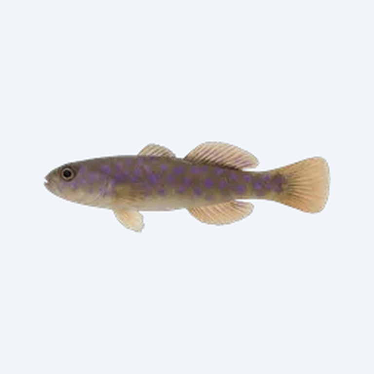 Purple Spotted Gudgeon (Gobiiformes sp.) in a freshwater aquarium
