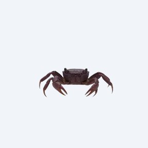 Purple Vampire Crab (Geosesarma dennerle) in a planted freshwater aquarium