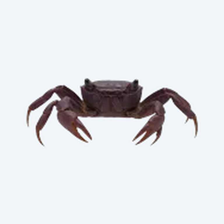 Purple Vampire Crab (Geosesarma dennerle) in a planted freshwater aquarium