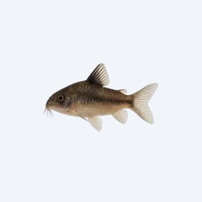 Pygmy Cory (Corydoras sp.) in a planted freshwater aquarium