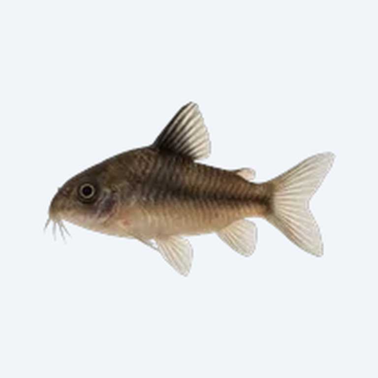 Pygmy Cory (Corydoras sp.) in a planted freshwater aquarium