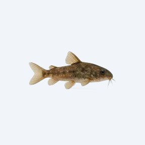 Pygmy Driftwood Catfish (Siluriformes sp.) in a planted freshwater aquarium