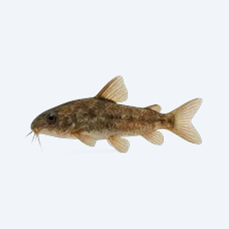 Pygmy Driftwood Catfish (Siluriformes sp.) in a freshwater aquarium