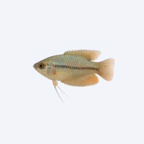 Pygmy Gourami (Trichopsis pumila) in a planted freshwater aquarium