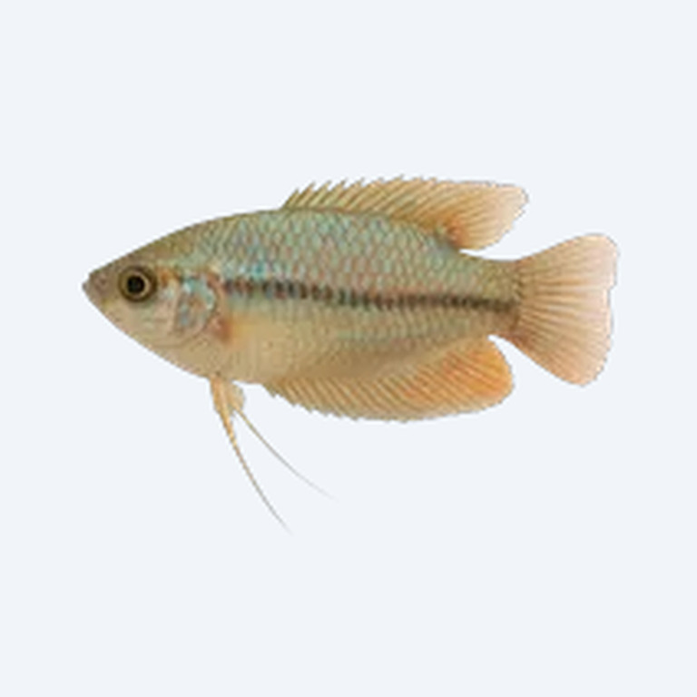 Pygmy Gourami (Trichopsis pumila) in a freshwater aquarium