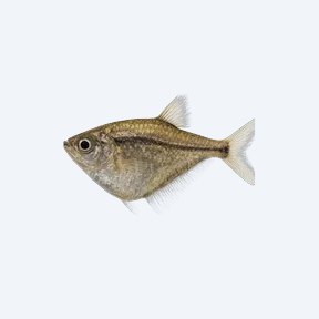 Pygmy Hatchetfish (Gasteropelecidae sp.) in a planted freshwater aquarium