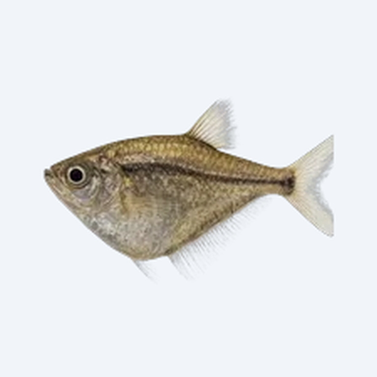 Pygmy Hatchetfish (Gasteropelecidae sp.) in a planted freshwater aquarium