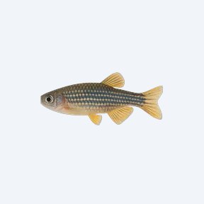 Queen Danio (Danio sp.) in a planted freshwater aquarium