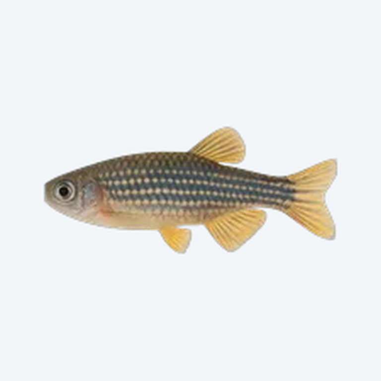 Queen Danio (Danio sp.) in a freshwater aquarium