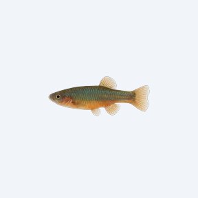 Rainbow Characodon (Characodon lateralis) in a planted freshwater aquarium