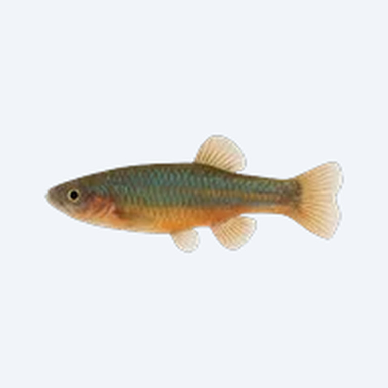 Rainbow Characodon (Characodon lateralis) in a planted freshwater aquarium