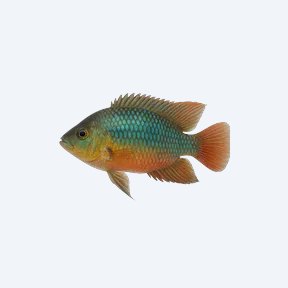 Rainbow Cichlid (Cichlidae sp.) in a planted freshwater aquarium