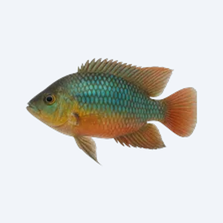 Rainbow Cichlid (Cichlidae sp.) in a freshwater aquarium