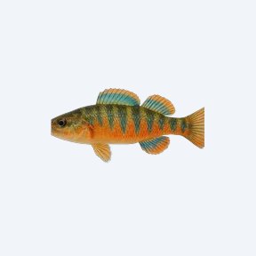 Rainbow Darter (Etheostoma caeruleum) in a planted freshwater aquarium