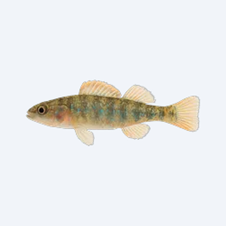 Rainbow Darter (Etheostoma caeruleum) in a freshwater aquarium
