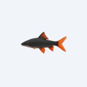 Rainbow Shark (Epalzeorhynchos frenatum) in a planted freshwater aquarium