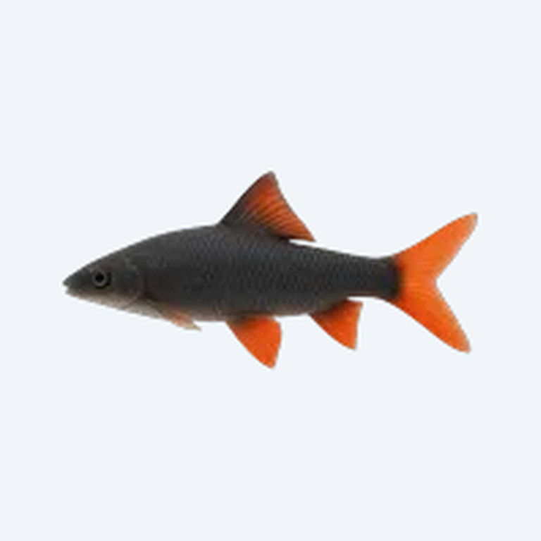 Rainbow Shark (Epalzeorhynchos frenatum) in a freshwater aquarium