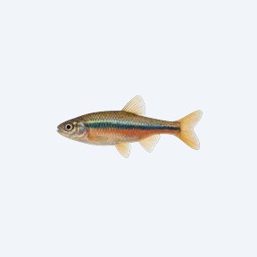 Rainbow Shiner (Notropis chrosomus) in a planted freshwater aquarium
