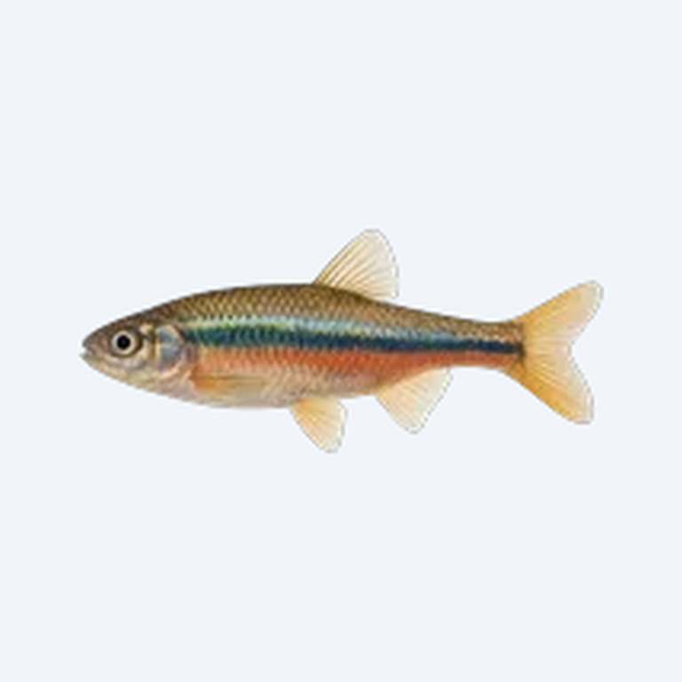 Rainbow Shiner (Notropis chrosomus) in a freshwater aquarium