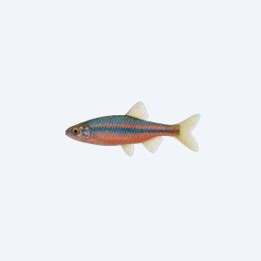 Rainbow Shiner Male (Notropis chrosomus) in a planted freshwater aquarium