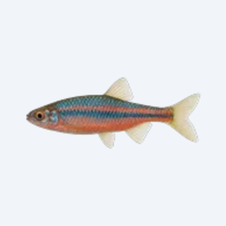 Rainbow Shiner Male (Notropis chrosomus) in a freshwater aquarium