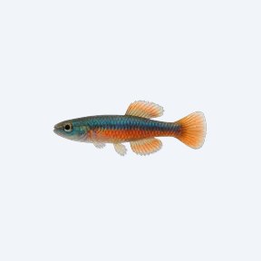 Rainbow Stiphodon (Stiphodon ornatus) in a planted freshwater aquarium
