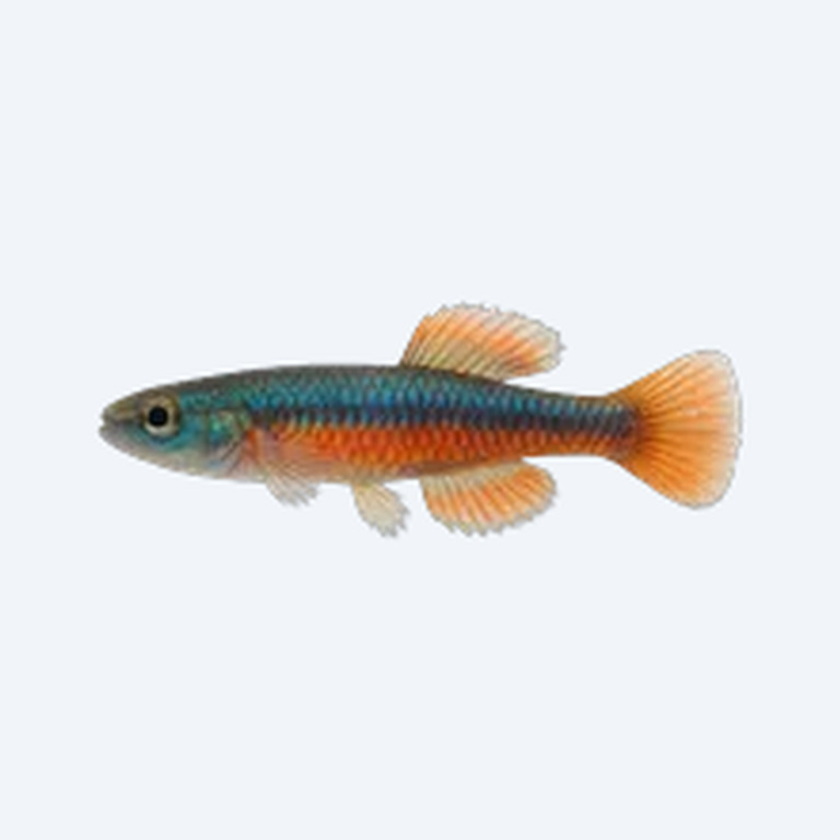 Rainbow Stiphodon (Stiphodon ornatus) in a freshwater aquarium