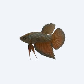 Raja Betta (Betta sp.) in a planted freshwater aquarium